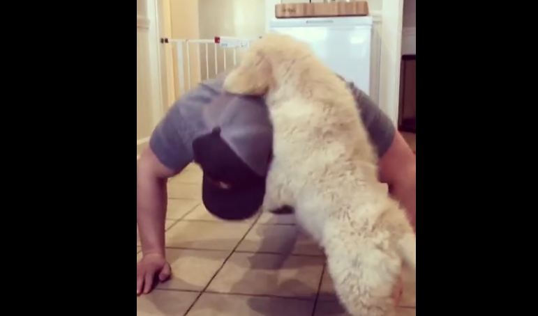 Golden Retriever puppy does push-ups with owner