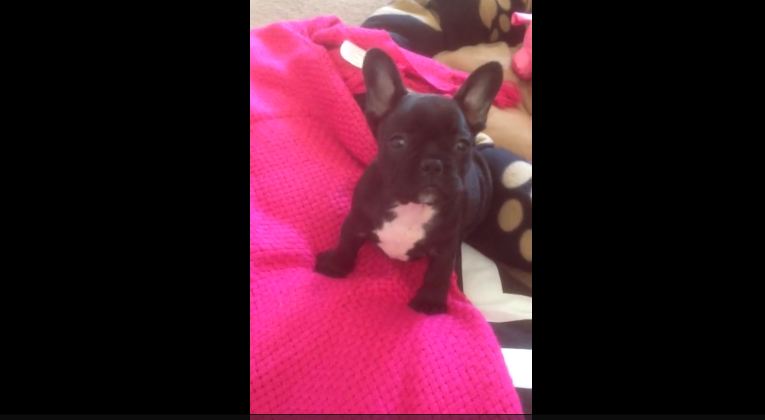 French bulldog puppy to fat to jump on sofa