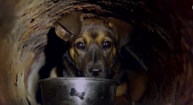 Scared Puppy Hiding In Pipe Gets New Life