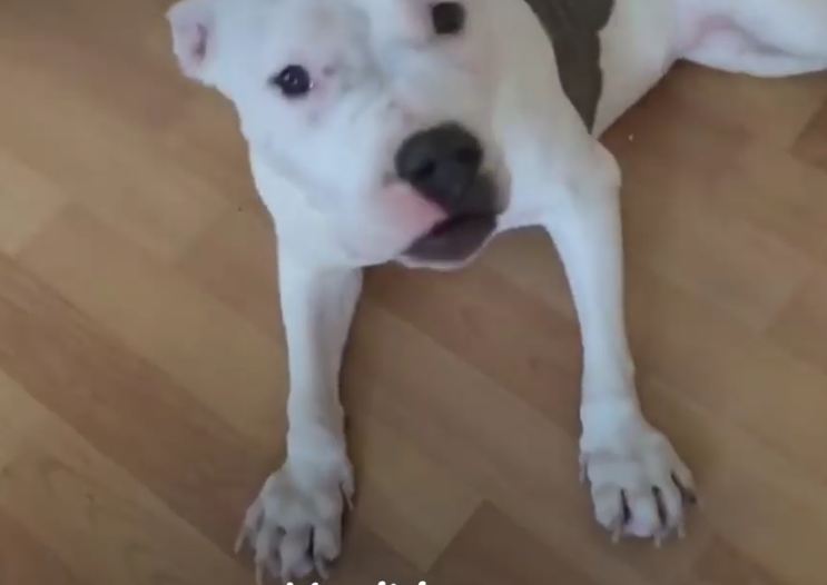 Pittie With Rare Disorder Finds A Dad Who’ll Do Anything For Her