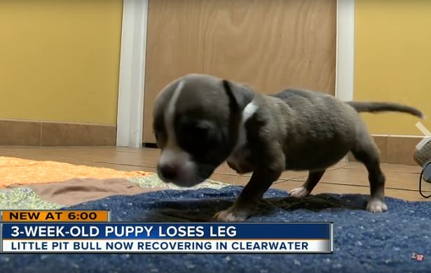 Tiny Puppy Loses Her Leg But Not Her Fiery Spirit