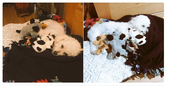 Rescued Mother Dog Loses Her Babies And Adopts Stuffed Animals To Mend Her Broken Heart