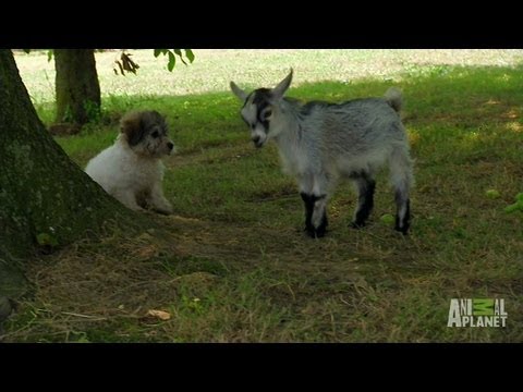 The pygmy goat approaches a puppy. What happens next is amazing!