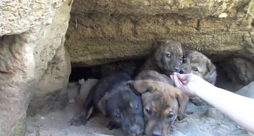 They thought they were rescuing 8 puppies, but when the pups run inside the cave — oh my
