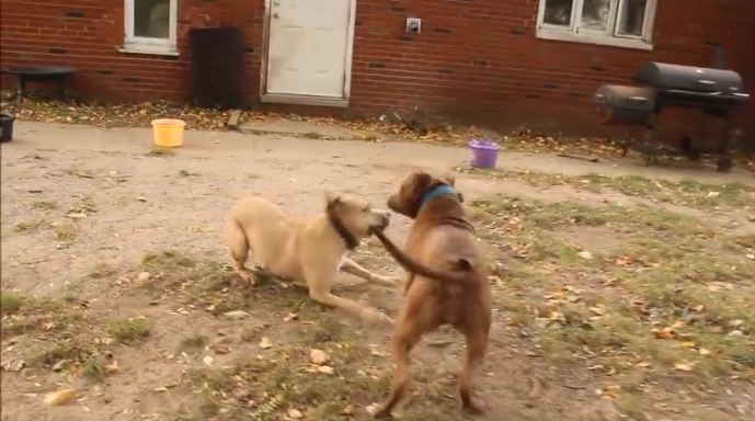 2 former fighting dogs meet for the first time. How they react is beyond words.