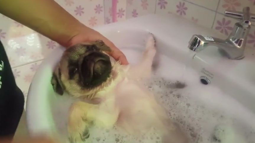 This super-relaxed Pug taking a bath is the cutest thing you’ll see today