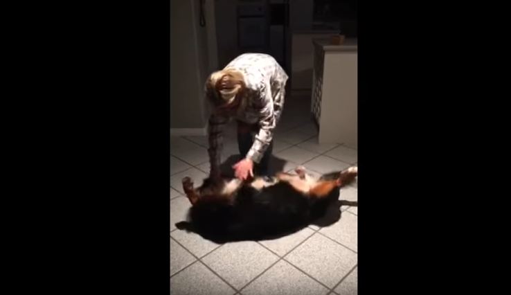 Giant Bernese Mountain Dog Becomes Giant Baby When Grandma Comes to Visit