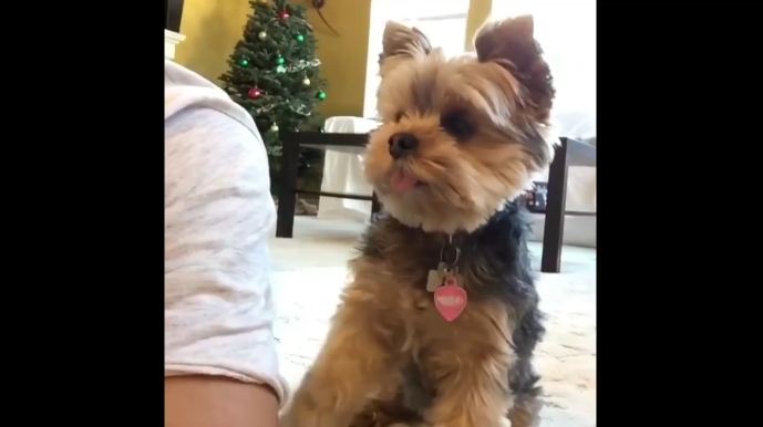 Little dog wants dad’s attention, and how she gets it is mind-numbingly adorable