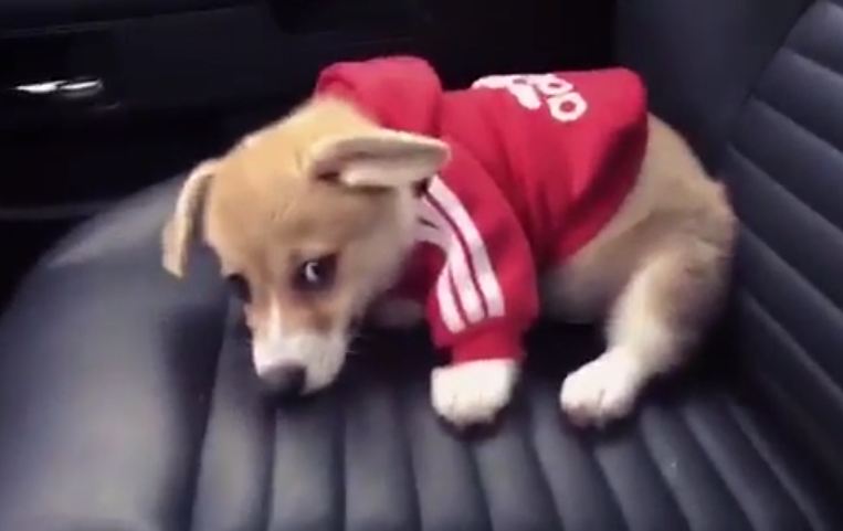 This tiny Corgi in a sweatshirt attempting to dig a hole in the seat is the cutest thing you’ll see today