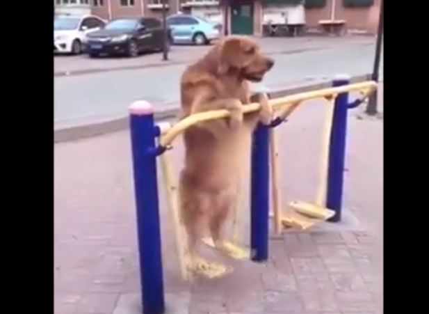 Just a Dog on a Swing, Having a Grand Old Time…