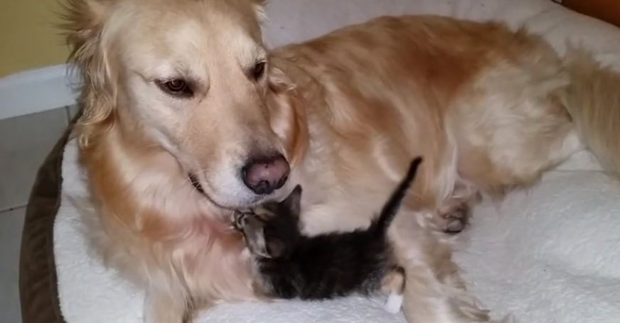 Newborn kitten cuddles with gentle foster dog