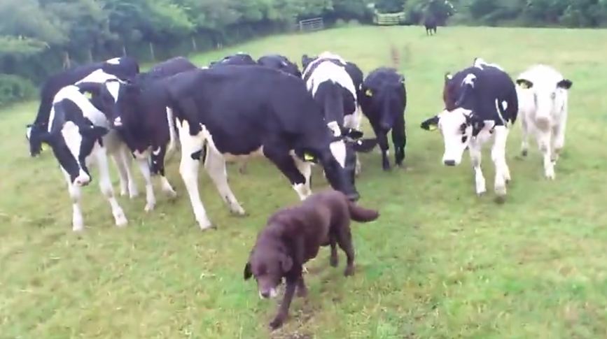 Curious cows follow dog all around field