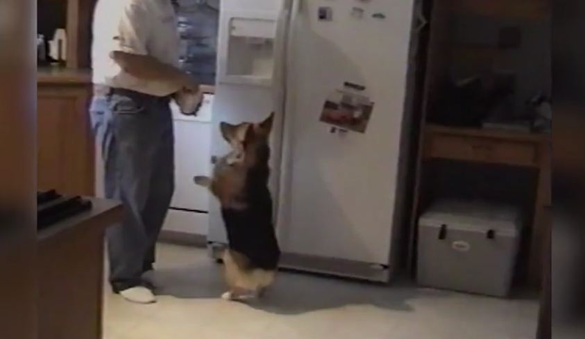 Corgi Loves The Ice Machine