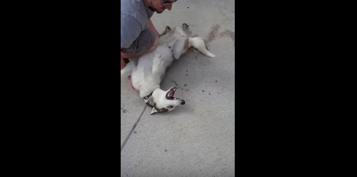 It’s time to leave the dog park, but this Husky’s not having it