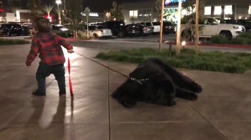 Toddler attempts to walk massive Newfoundland, adorably fails