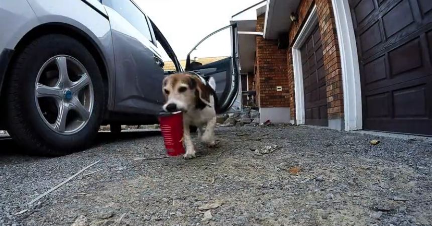 Crafty Dog Absconds With His Human’s Coffee While no one was Looking