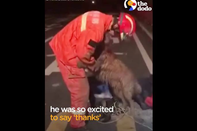 Dog Trapped In A Deep Well Was So Excited To Thank His Rescuer