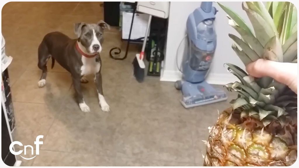 Pit Bull Is Adorably Confused by the Clearly Evil Pineapple Their Human Has Brought Home