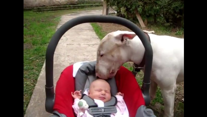 The cutest Bull Terrier attack you’ll ever see!