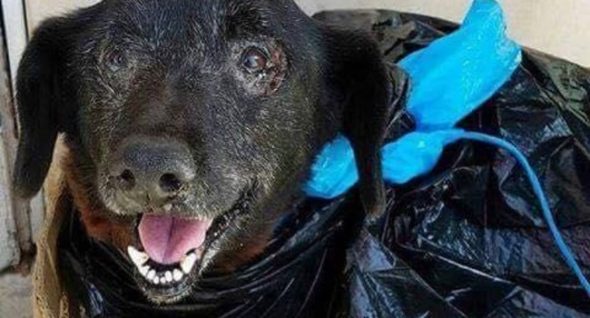They Brought Her To The Shelter In A Black, Plastic Garbage Bag….