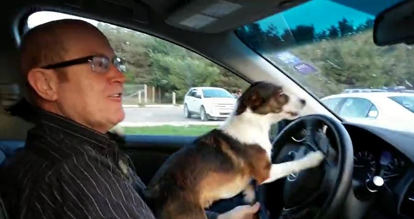 Puppy realizes he’s at dog park, goes absolutely bonkers