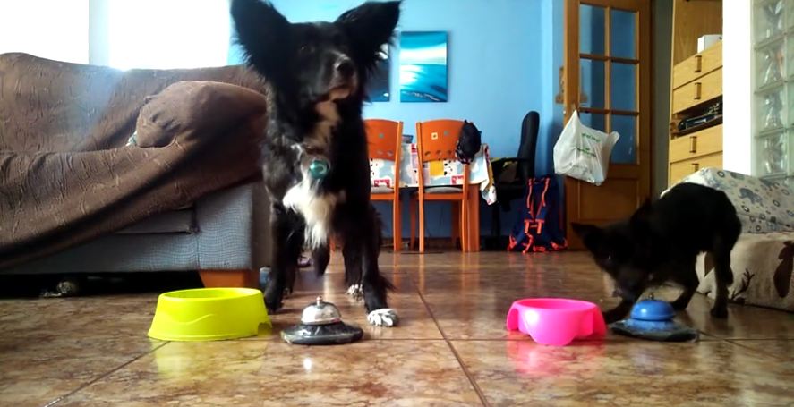 Dogs learn to ring bell for treats