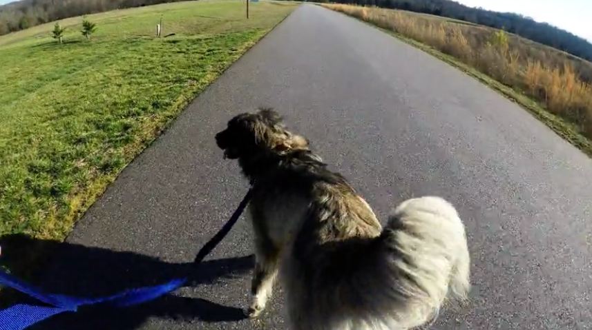 Dog does ‘happy feet’ dance for walk time