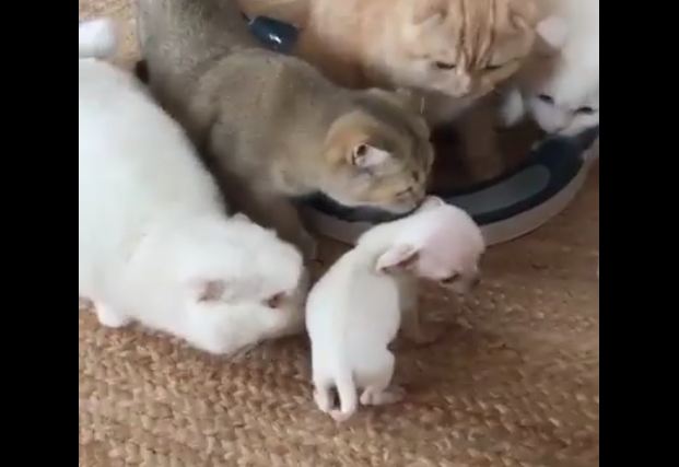 A Cackle of Cats Are Confounded by Their Strange New Non-Cat Sibling