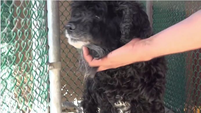 Not up for the responsibility: Family surrenders 15 year old dog to busy shelter