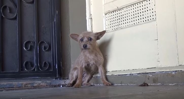 This Abandoned Dog Was So Terrified Of Humans. That’s Why I Still Can’t Believe The End…Wow.