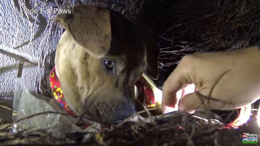 Pit bull who’d just given birth was found in the rain. Then he reaches for one of her puppies
