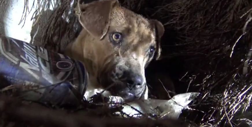 Pit bull who’d just given birth was found in the rain. Then he reaches for one of her puppies