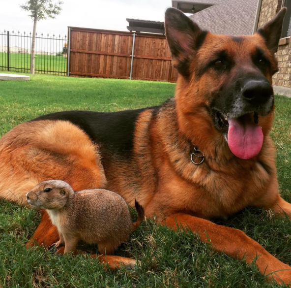 A Prairie Dog And German Shepherd Meet, Never Leave Each Other’s Side