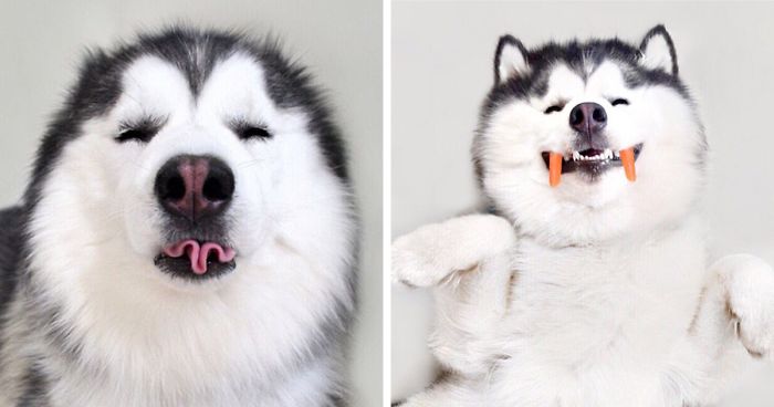 Meet Maru, The Happiest Husky In The World That Is Secretly A Panda