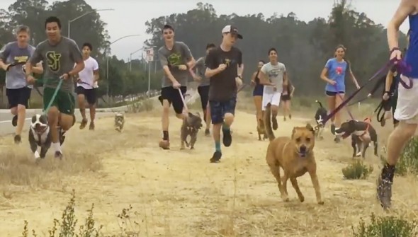 High School Cross-Country Team Brings Cooped-Up Shelter Dogs on Runs