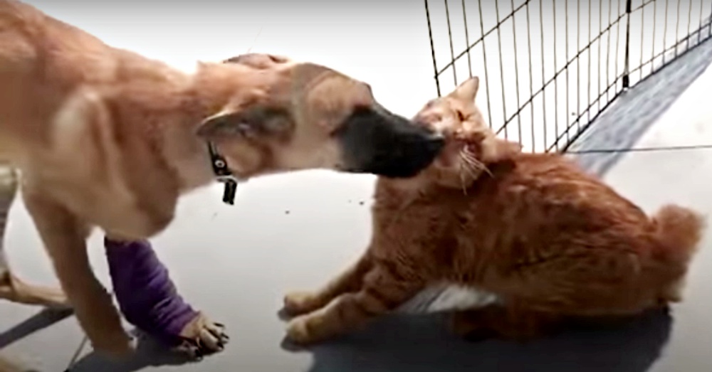 This Injured Dog Is Now Walking For The First Time Thanks To Her Kitty Caretaker!