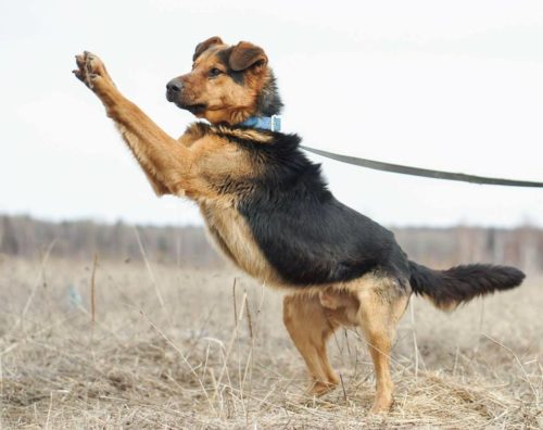 Dog Waited Seven Days At Side Of Road Because His Owner Said, ‘Stay’