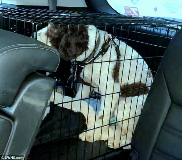 Good Samaritan Smashes a Car Window to Save a Dog Who Was Baking to Death