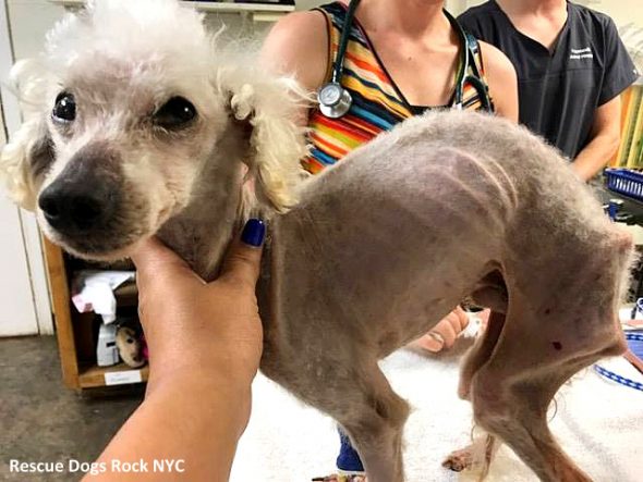 Badly Neglected Georgia Dog Spent So Long in a Tiny Cage That His Spine Curved