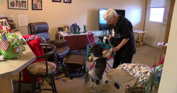 Elderly woman falls and screams for help, but no one hears her — except for her Shih Tzu