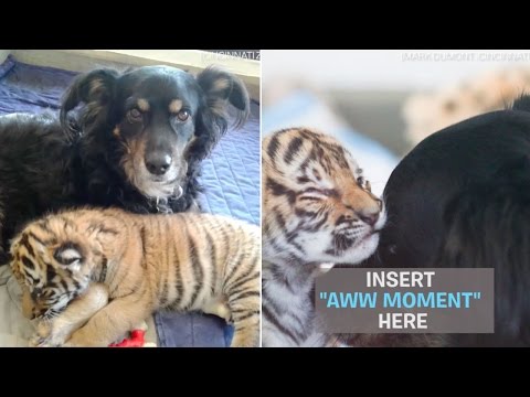 Blakely was adopted by the zoo, but they never expected this when they took him in