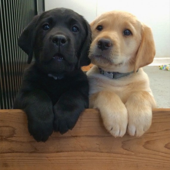 17 puppy best friends — because you need more puppies in your life