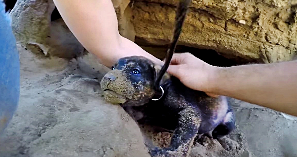 Nine Tiny Puppies Were Hiding Out Alone In A Cave. Their Rescue Is Absolutely Nail-Biting!