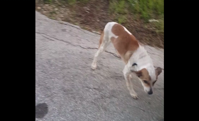Witness The Heartfelt Moment When An Abandoned Dog Realizes She’s Saved