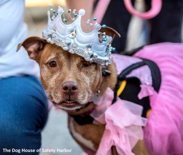 Dog Lovers Throw a “Senior Prom” to Help Elderly Dogs Get Adopted