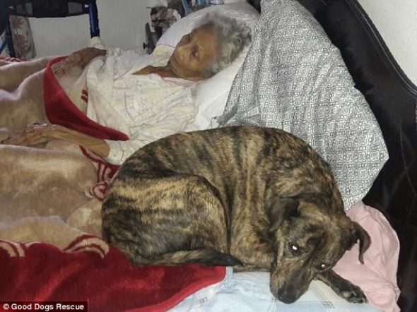 Texas Woman With Terminal Illness Desperately Seeks Loving Home for Her Dogs After She Passes