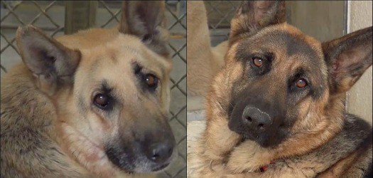 Beautiful bonded German shepherds having very tough time at crowded shelter