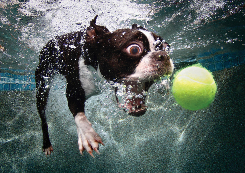 Underwater Dogs By Seth Casteel