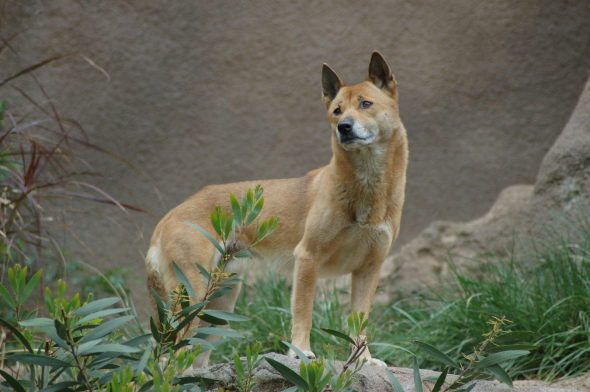 Ancient Species of Wild Dog Believed to Be Extinct Has Been Rediscovered