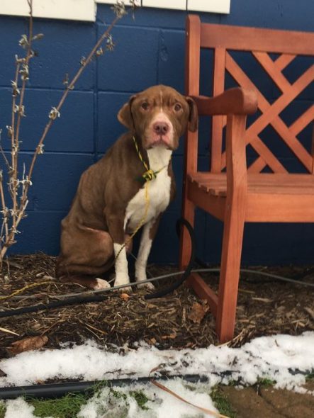 Dog Found Frostbitten and Emaciated on Shelter’s Doorstep Finds a Forever Family